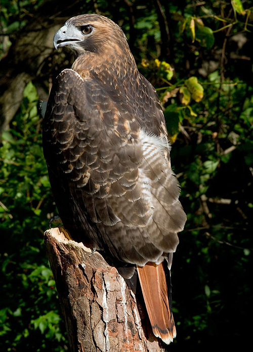 red-tailed hawk