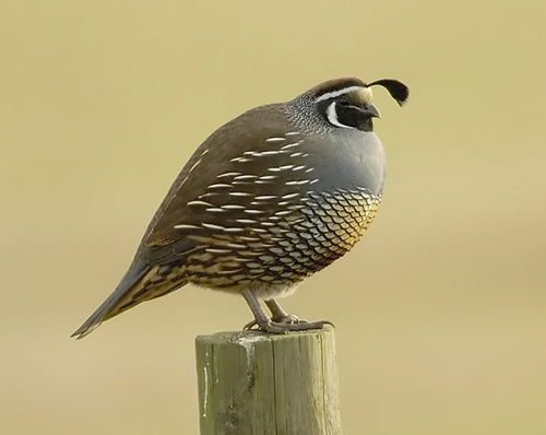 callipepla california