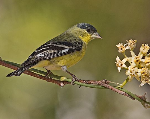 spinus psaltria