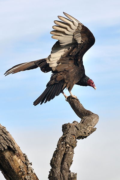 turkey vulture