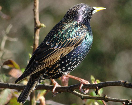 sturnus vulgaris