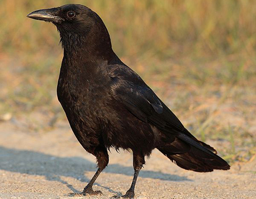 american crow