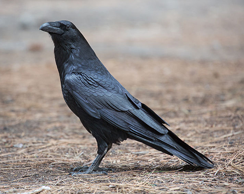 common raven