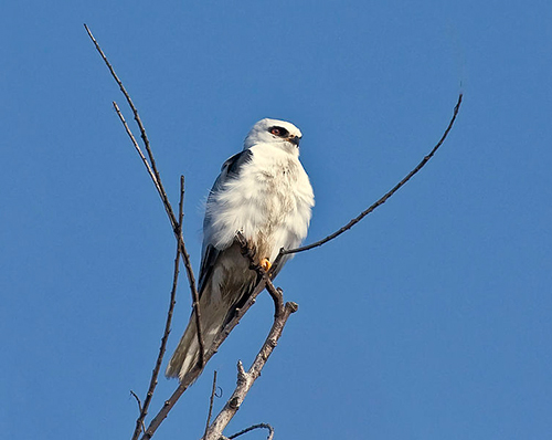 white tailed kite