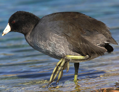 american-coot