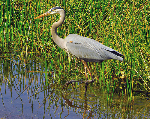 ardea herodias