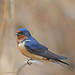 Barn Swallow