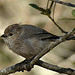 Bushtit