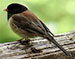 Dark-eyed Junco