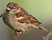 House Sparrow