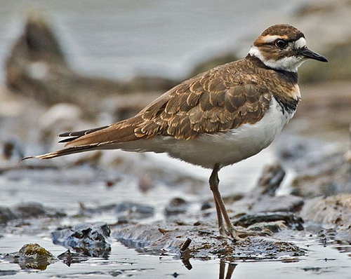 charadrius vociferus