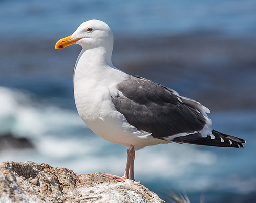 western gull