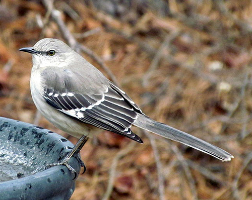 northern mockingbird