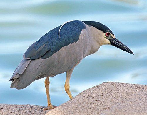 black crowned night heron