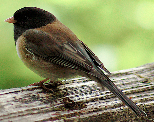 junco hyemalis