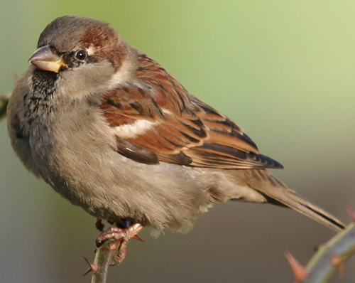 house sparrow