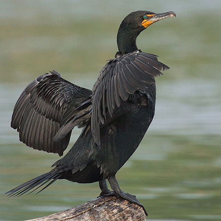 double-crested cormorant