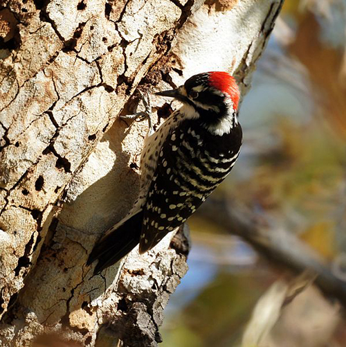 nuttall's woodpecker