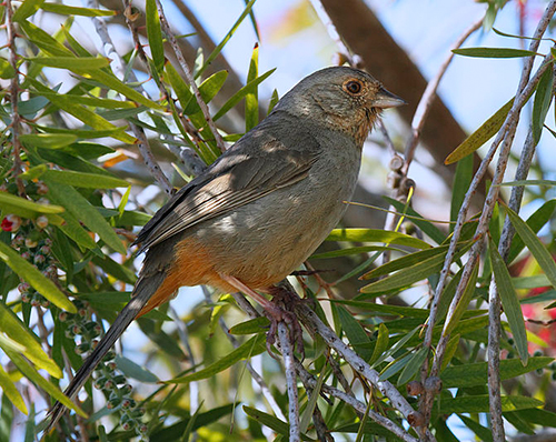 california towhee