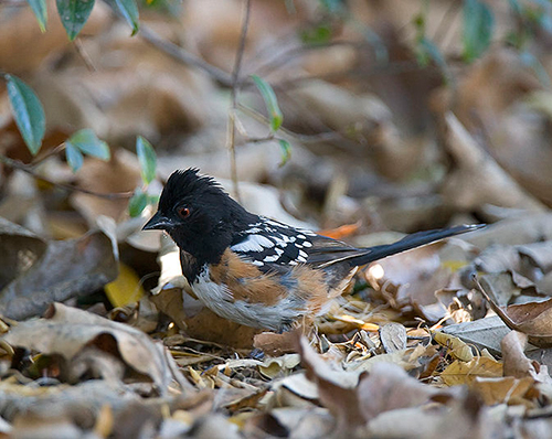 spotted towhee