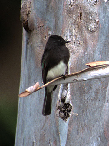 black phoebe