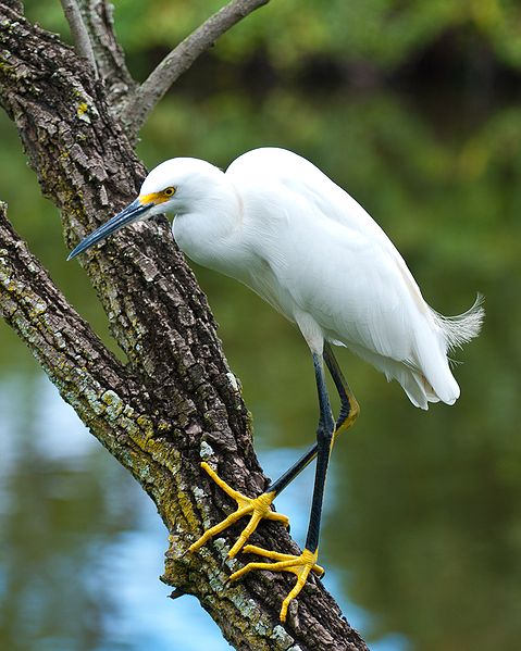 egretta thula