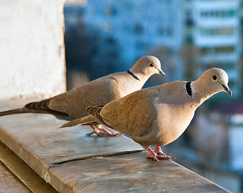 eurasian collared dove