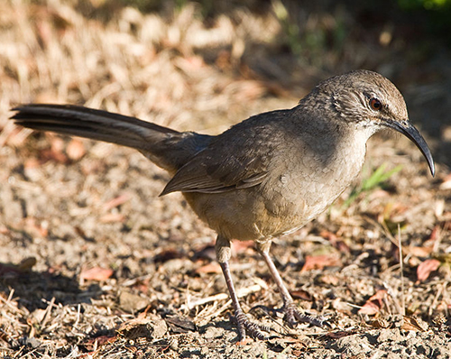 california thrasher