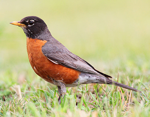 american robin