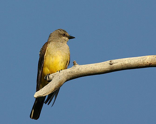 cassin's kingbird
