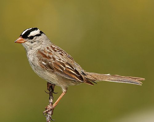 zonotrichia leucophrys