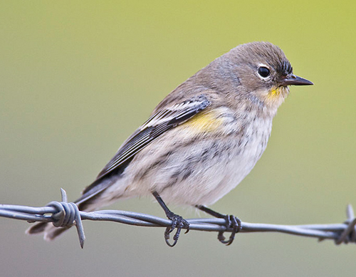 Yellow-rumped Warbler