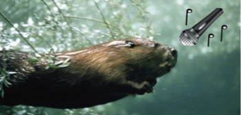 beaver underwater with a microphone