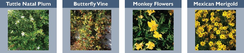 tuttle natal plum, butterfly vine, monkey flowers, mexican merigold