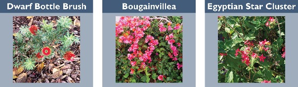 dwarf bottle brush, bougainivillea, egyptian star cluster