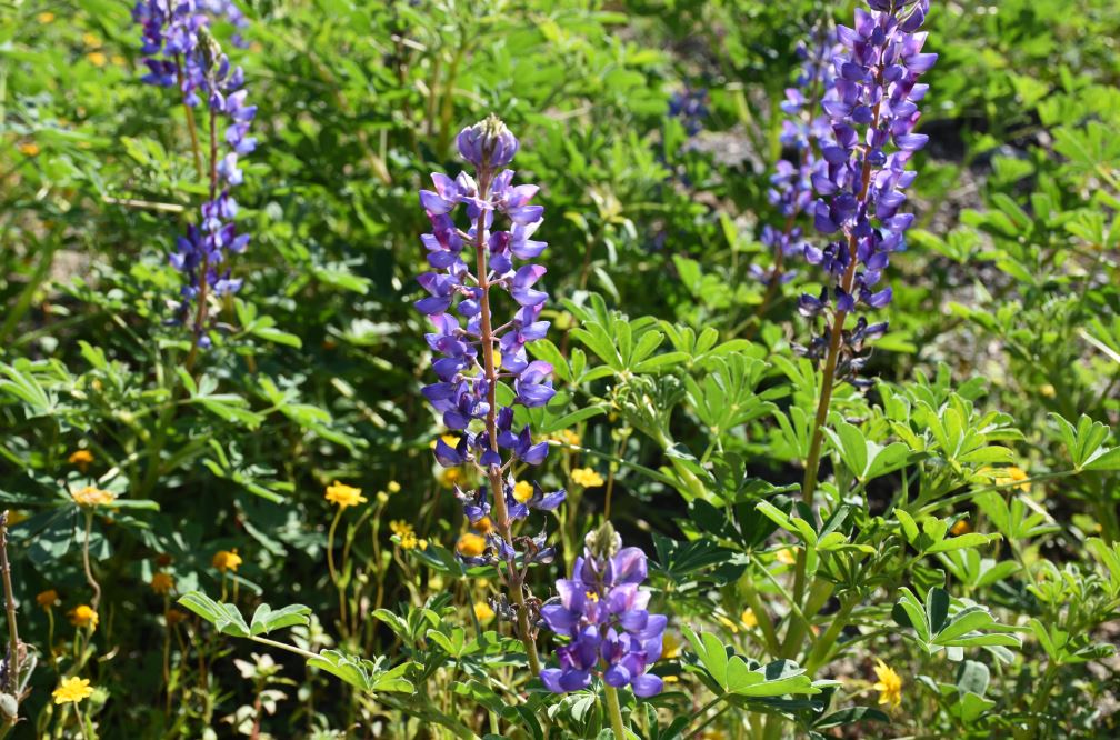Purple flower on campus