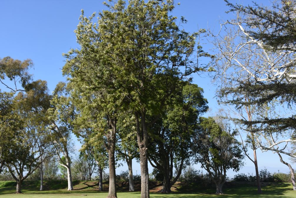 Trees in El Dorado park