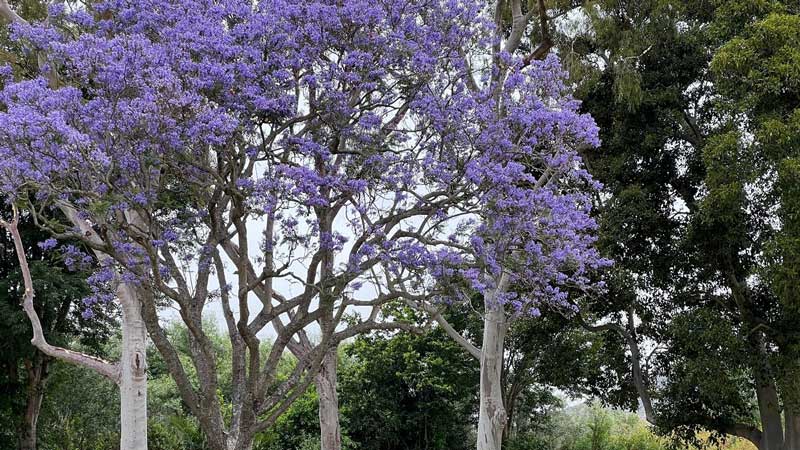 Beautiful Tree with violet flowers