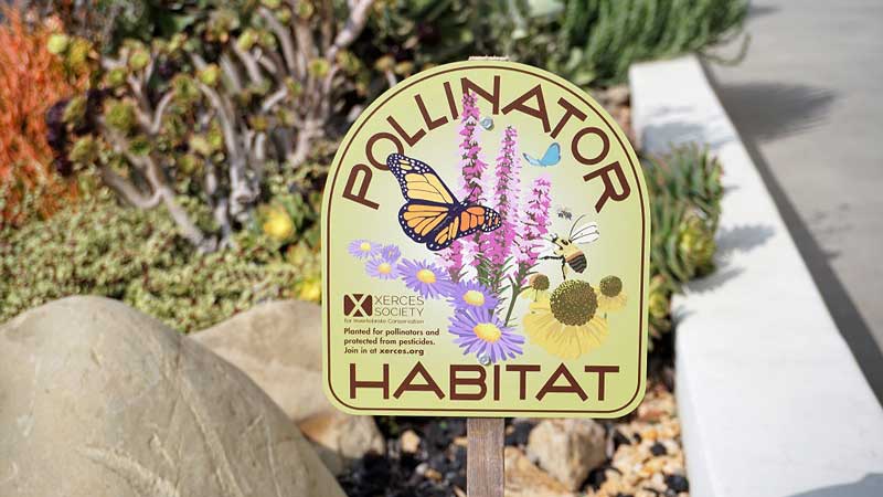 pollinator habitat at sierra hall