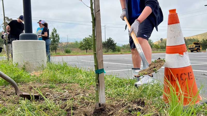 Annual Tree Plantings