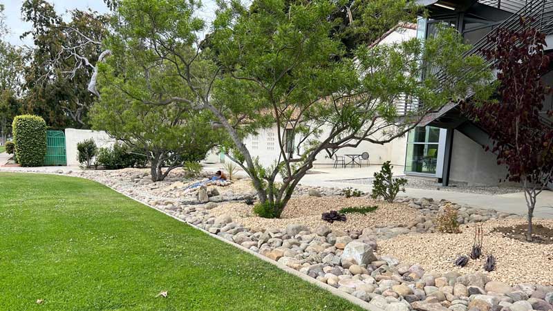 Image of the trees outside Broome Library