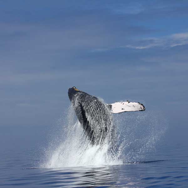 Breaching Whale