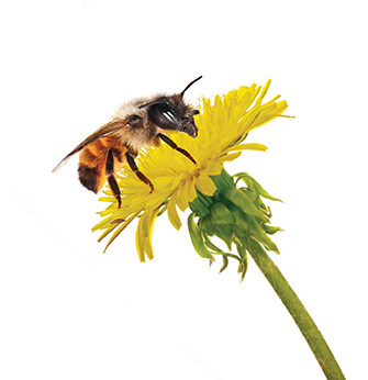 Bee and a flower