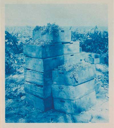 Grape Harvest, Fair Oaks Rancho, Altadena, California. Circa 1885.