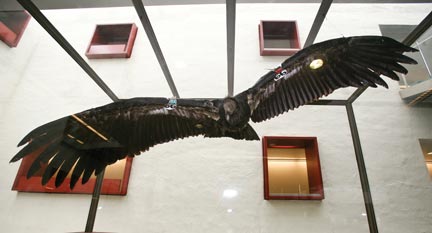 California Condor display