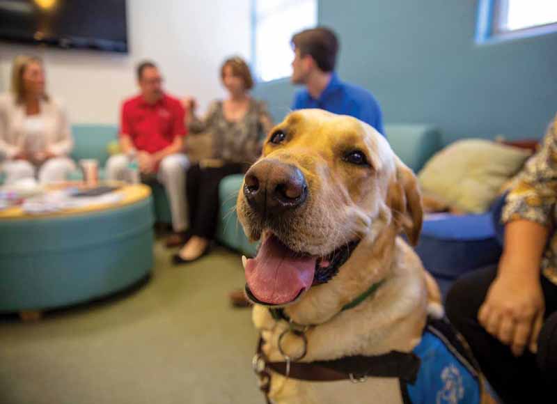 A campus therapy dog named “Doc” on a recent visit to CSUCI.