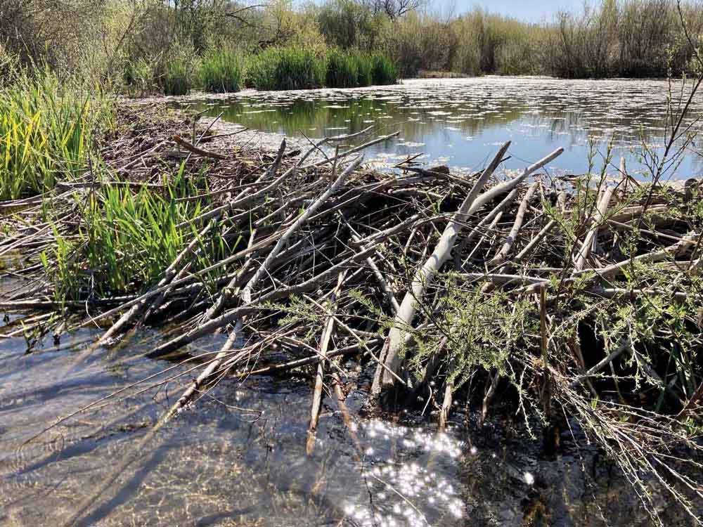 A beaver dam