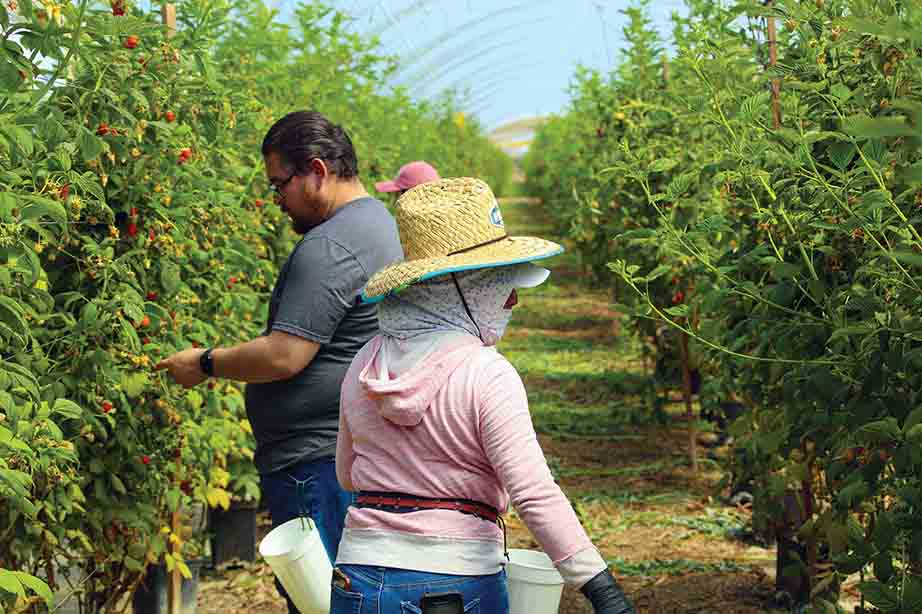 Jesus Avila, left, picks raspberries as Melendez walks down the row.