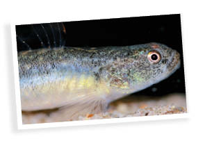 The tidewater goby is a native California fish that maintains the food-web balance in disappearing bodies of water.