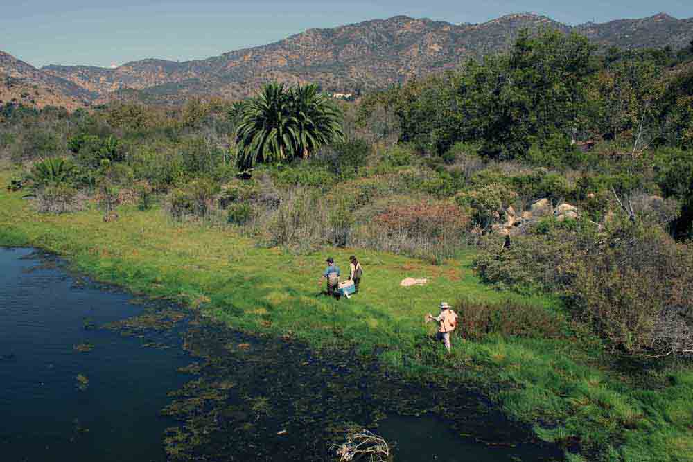 CSUCI Lecturer Brenton Spies, in blue, helps carry a cooler filled with tidewater gobies to the Malibu Lagoon.